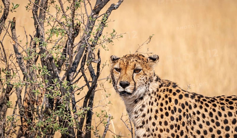 Cheetah in the Kruger National Park, South Africa during winter season
