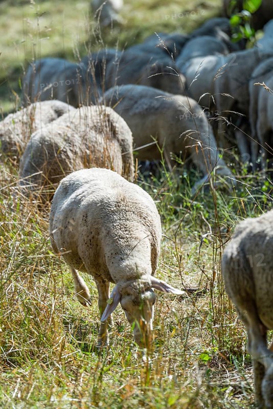 Flock of Sheeps (selective focus) on a meadow at a hot summer day
