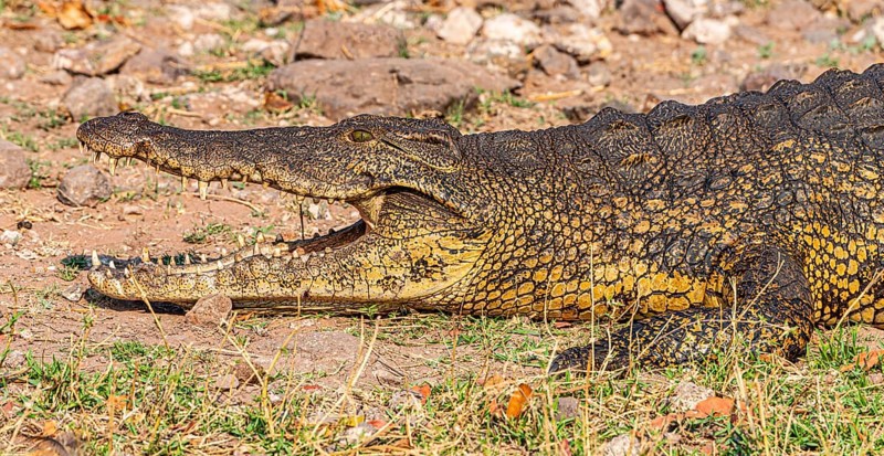 Nile crocodile (Crocodylus niloticus) spotted in the Chobe National Park, Botswana, Africa