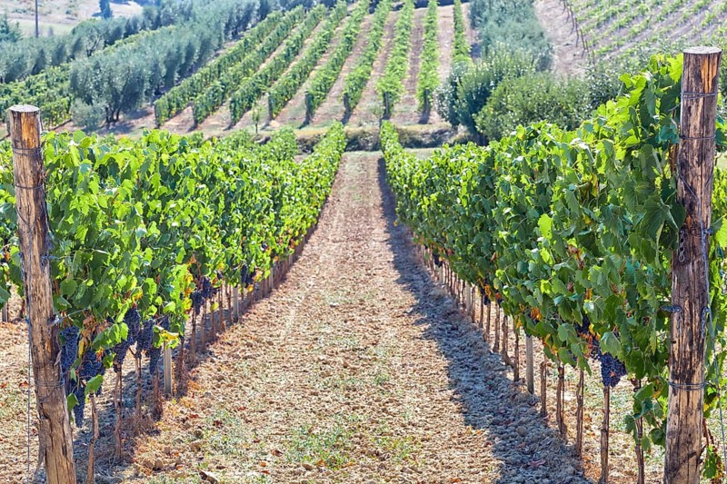 Tuscan vineyard with red grapes ready for harvest, Italy, Europe