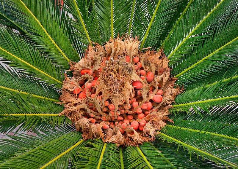 Close up of cycas reproductive parts, female cone and seeds
