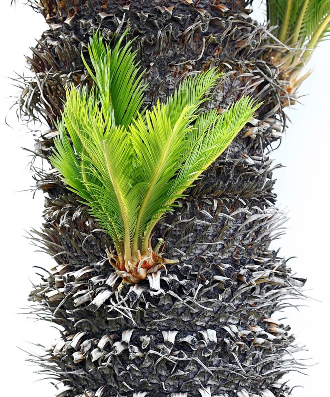 Bulb growing near the trunk of a cycas revoluta