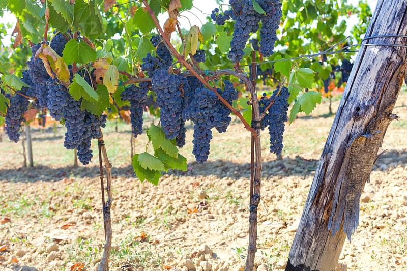 Tuscan vineyard with red grapes ready for harvest, Italy, Europe