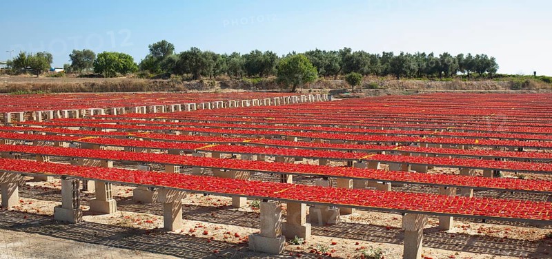 Production of San Marzano tomatoes dried in a natural way under the sun