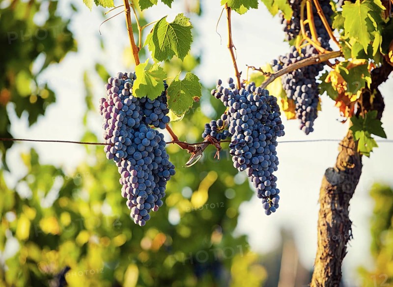 Tuscan vineyard with red grapes ready for harvest