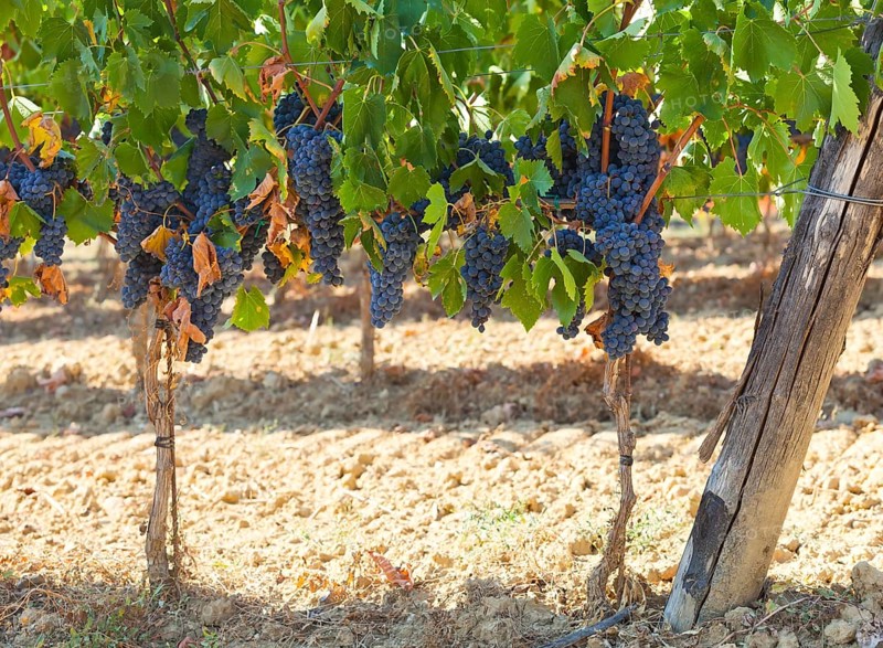 Tuscan vineyard with red grapes ready for harvest