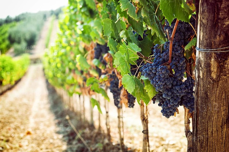 Tuscan vineyard with red grapes ready for harvest