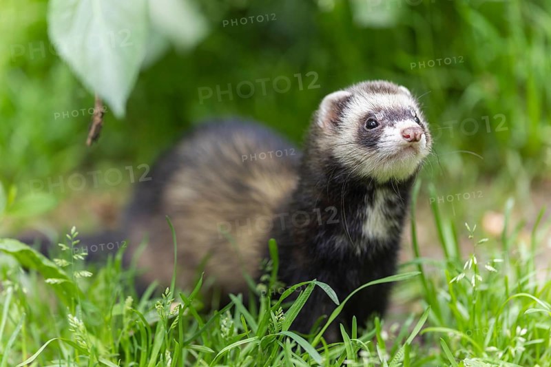 A weasel sits in the green grass and looks to the side, polecat, ferret (Mustela putorius furo)