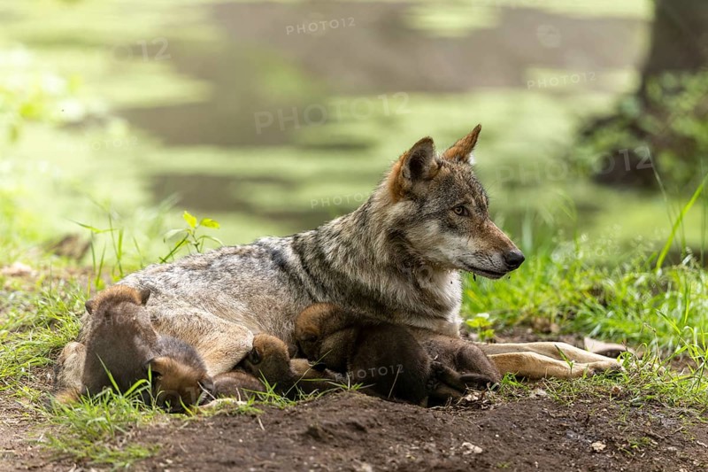 A wolf rests in a green environment, the pups cuddle up to their mother, European grey gray wolf (Canis lupus)