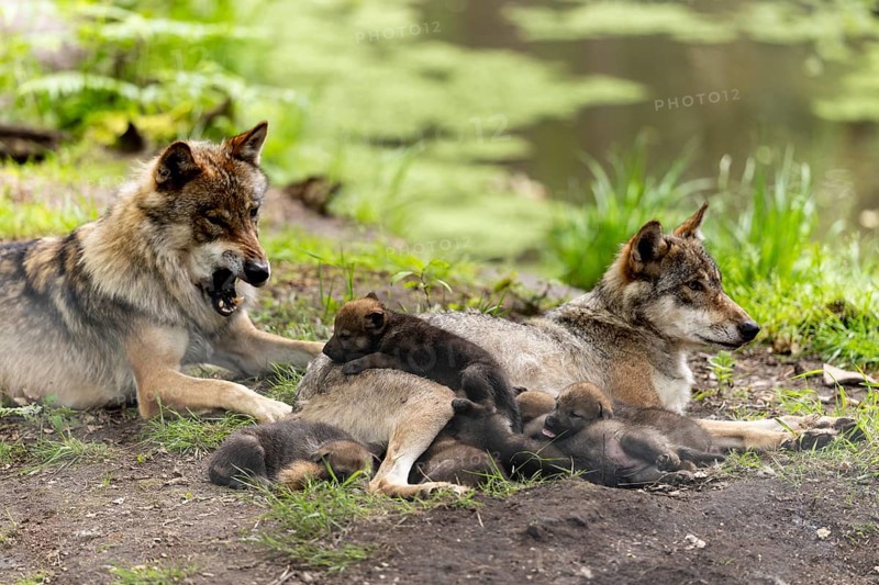 A pack of wolves rests in a green environment, the pups cuddle up to their mother while a wolf yawns, European grey gray wolf (Canis lupus)