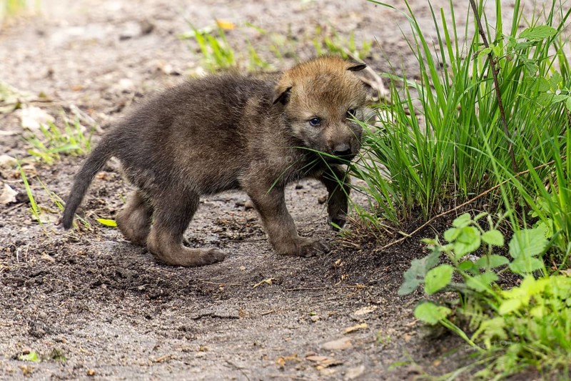 A small puppy curiously exploring a tuft of grass, European grey gray wolf (Canis lupus)
