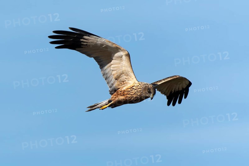 A bird of prey skims the sky, its wings spread wide in flight, western marsh-harrier (Circus aeruginosus), wildlife