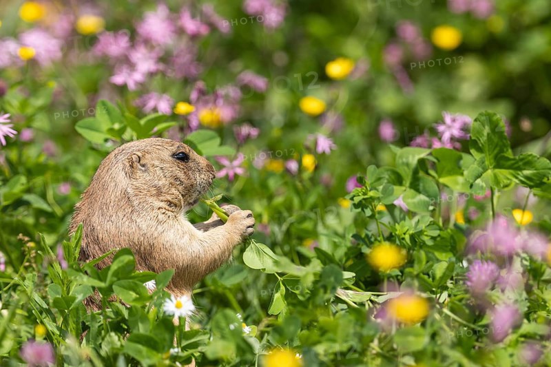 Ground squirrel in a colourful flower meadow nibbling on a plant, black-tailed prairie dog (Cynomy ludovicianus)