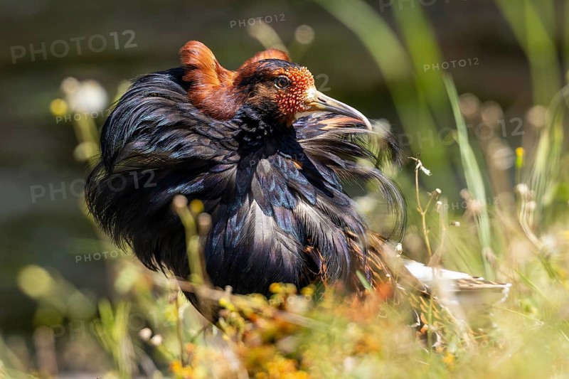 A splendidly feathered bird sits in a meadow while the wind moves its plumage, ruff (Calidris pugnax, syn.: Philomachus pugnax) courtship displays