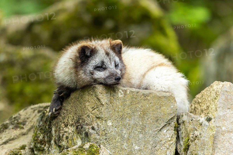 A light grey fox lying relaxed on a moss-covered stone, arctic fox (Alopex lagopus)