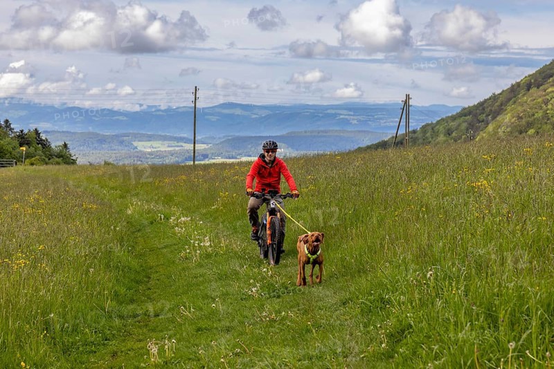 Mountain biker and Vizslar dog during bikejöring, dog pulling a bike, Jura heights near Birmatt, Solothurn, Switzerland, Europe