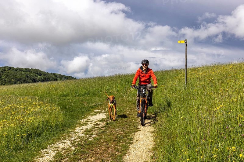 Mountain biker and traildog, Vizslar dog running next to bicycle in early summer on the Jura heights, Birmatt, Solothurn, Switzerland, Europe
