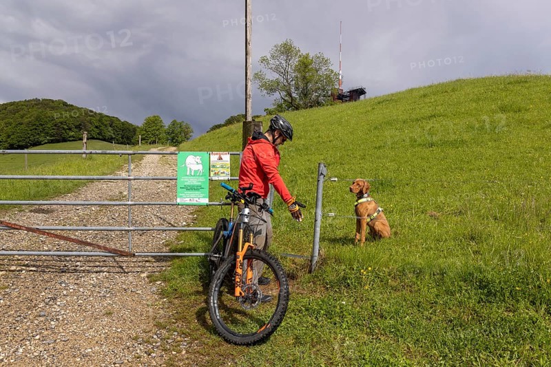 Mountain biker and traildog pass Tor tor at cattle gate, summer pasture, Frohburg, Trimbach, Solothurn, Switzerland, Europe