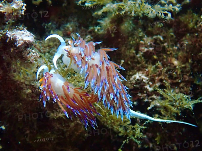 An elegant pair of colourful nudibranchs, migratory thread snails (Cratena peregrina), mating amidst marine plants in an underwater world. Dive site Marine reserve Cap de Creus, Rosas, Costa Brava, Spain, Mediterranean Sea, Europe
