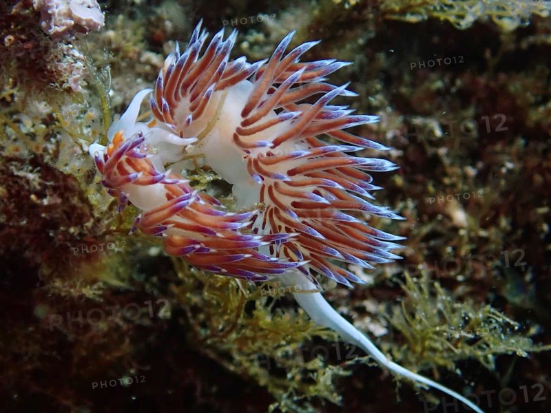 An elegant pair of colourful nudibranchs, Cratena peregrina, mating amidst marine plants in an underwater world. Dive site Marine reserve Cap de Creus, Rosas, Costa Brava, Spain, Mediterranean Sea, Europe