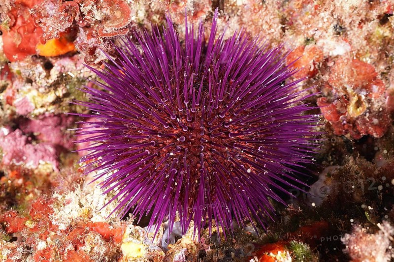 A spiny purple sea urchin (Sphaerechinus granularis) on the seabed in a marine environment. Dive site Marine protected area Cap de Creus, Rosas, Costa Brava, Spain, Mediterranean Sea, Europe