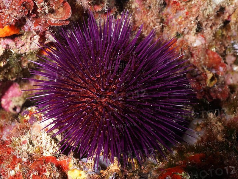 A spiny purple sea urchin (Sphaerechinus granularis) on the seabed in an underwater world. Dive site Marine reserve Cap de Creus, Rosas, Costa Brava, Spain, Mediterranean Sea, Europe