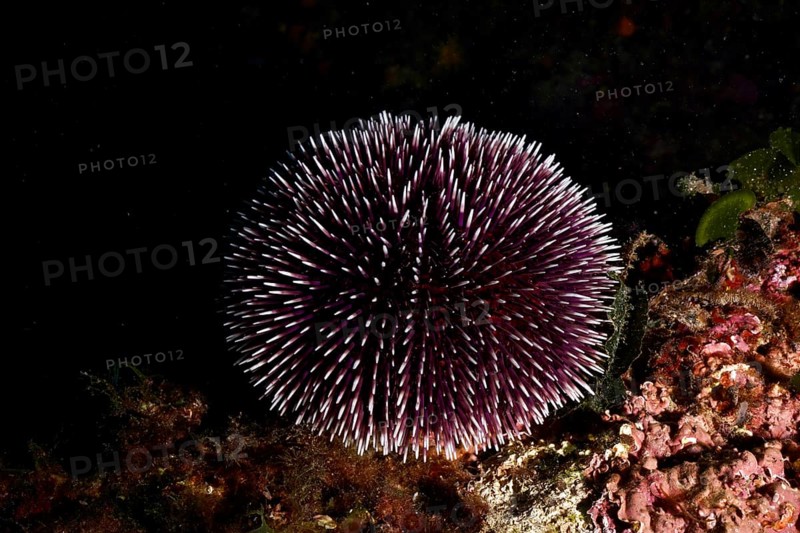 A single purple sea urchin (Sphaerechinus granularis) sits on a rock in the dark. Dive site Cap de Creus Marine Protected Area, Rosas, Costa Brava, Spain, Mediterranean Sea, Europe