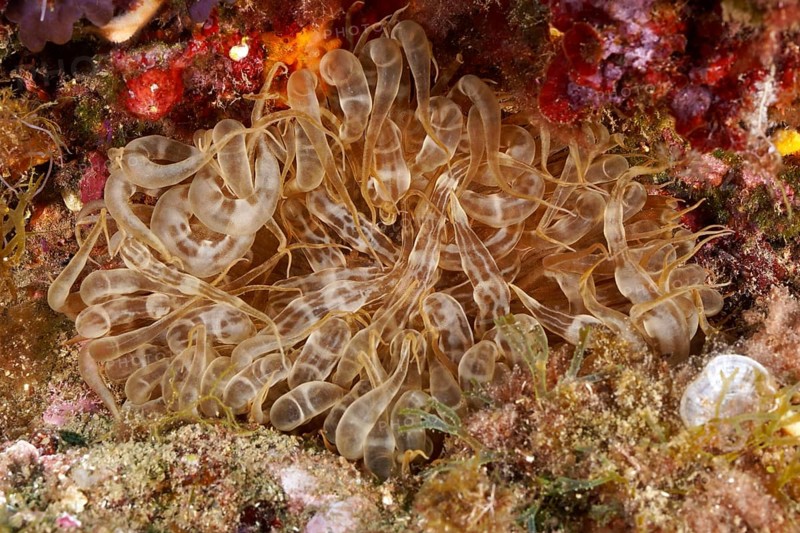 A translucent sieve anemone (Aiptasia mutabilis) sits on a colourful, rocky seabed. Dive site Marine reserve Cap de Creus, Rosas, Costa Brava, Spain, Mediterranean Sea, Europe