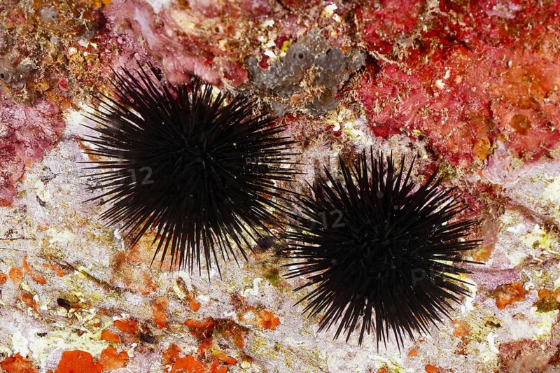Two specimens of black sea urchin (Arbacia lixula) clinging to a rock underwater. Dive site Marine reserve Cap de Creus, Rosas, Costa Brava, Spain, Mediterranean Sea, Europe