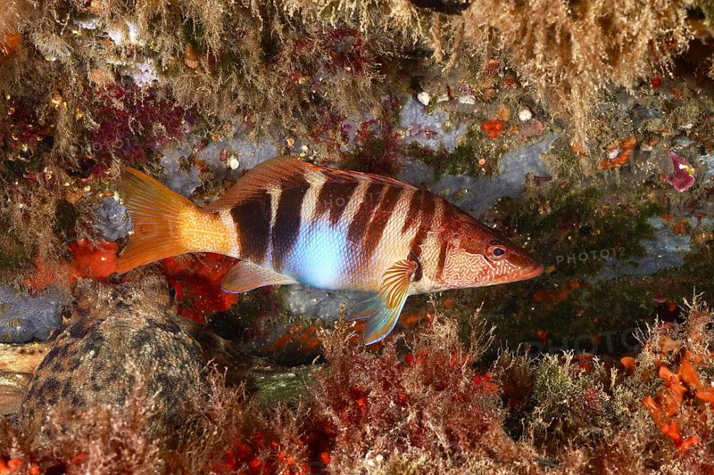 A coloured scribefish (Serranus scriba) swims next to rocks and algae in the sea. Dive site Marine reserve Cap de Creus, Rosas, Costa Brava, Spain, Mediterranean Sea, Europe