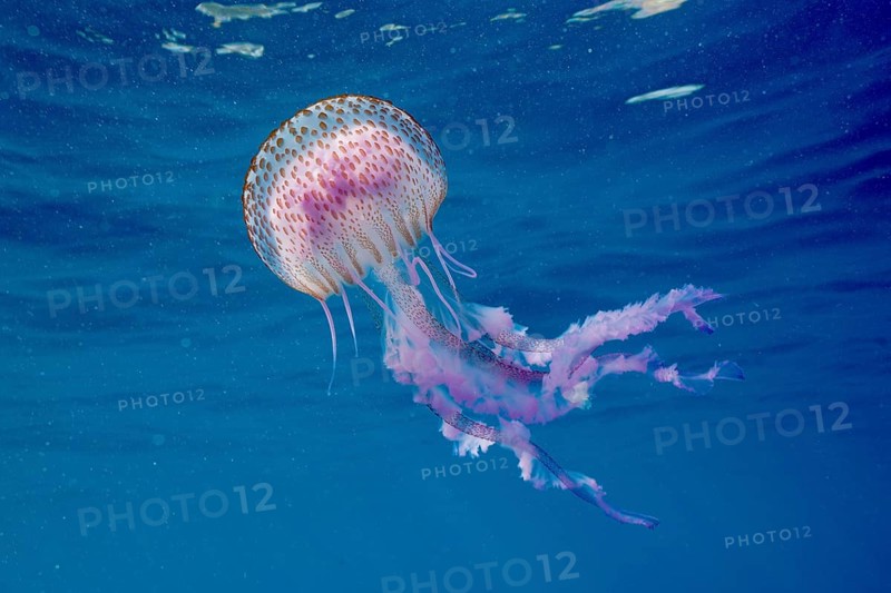 A mauve stinger (Pelagia noctiluca) floats in the sea water. Dive site Cap de Creus Marine Protected Area, Rosas, Costa Brava, Spain, Mediterranean Sea, Europe