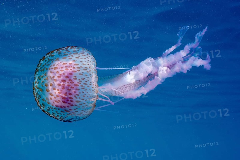 A mauve stinger (Pelagia noctiluca) floats gently in the blue water. Dive site Cap de Creus marine reserve, Rosas, Costa Brava, Spain, Mediterranean Sea, Europe