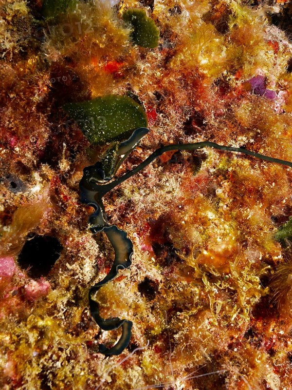 Green spoonworm (Bonellia viridis), dive site Cap de Creus Marine Reserve, Rosas, Costa Brava, Spain, Mediterranean Sea, Europe