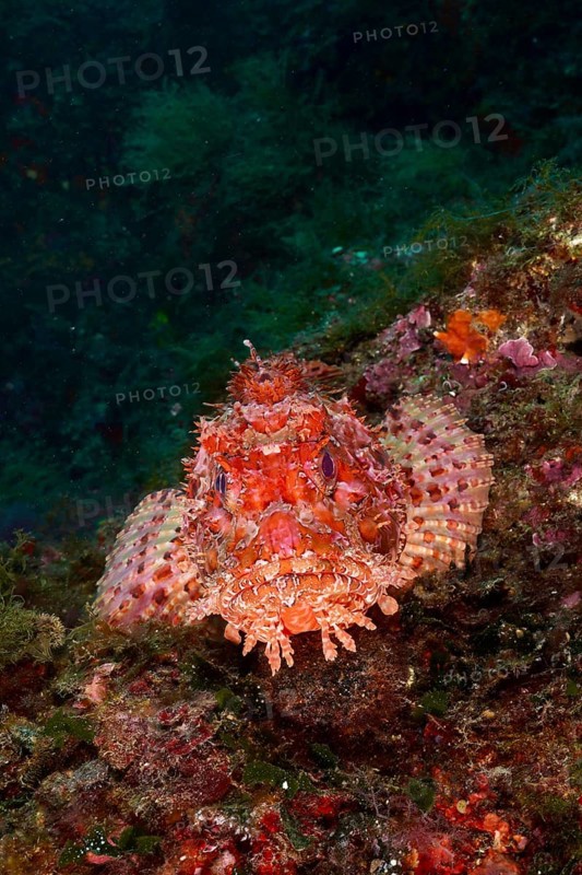 A speckled red fish, red scorpionfish (Scorpaena scrofa), sea sow, rests on a rock surrounded by algae. Dive site Cap de Creus Marine Protected Area, Rosas, Costa Brava, Spain, Mediterranean Sea, Europe