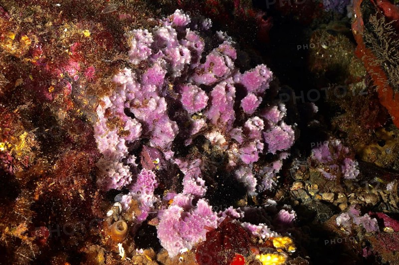 Purple coarse sponge (Dysidea avara) with vivid colours on an underwater reef. Dive site Marine reserve Cap de Creus, Rosas, Costa Brava, Spain, Mediterranean Sea, Europe