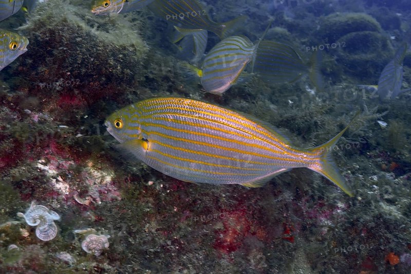 A striped fish in yellow and silver, the salema porgy (Sarpa salpa), swims over an underwater reef. Dive site Marine reserve Cap de Creus, Rosas, Costa Brava, Spain, Mediterranean Sea, Europe