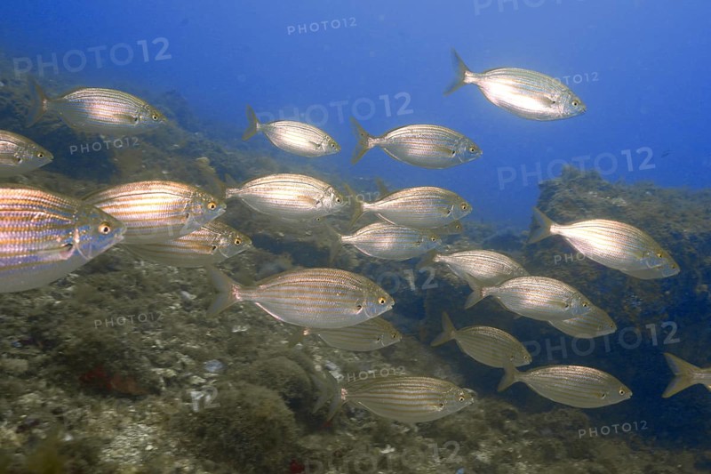A school of salema porgy (Sarpa salpa) in the sea on a rocky underwater reef under blue water. Dive site Marine reserve Cap de Creus, Rosas, Costa Brava, Spain, Mediterranean Sea, Europe
