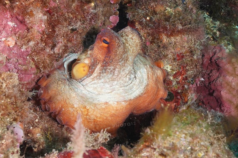 Common Octopus (Octopus vulgaris), common octopus, hiding among pink and green rocks underwater. Dive site Cap de Creus Marine Protected Area, Rosas, Costa Brava, Spain, Mediterranean Sea, Europe