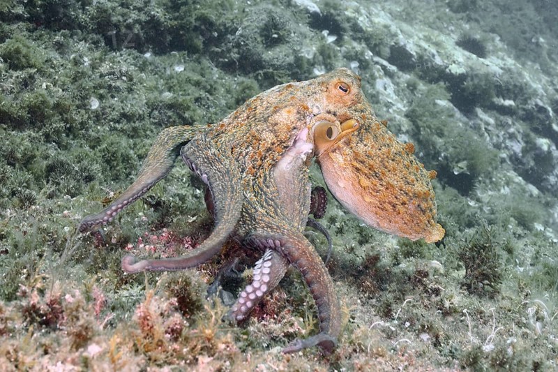 Common Octopus (Octopus vulgaris), common octopus, on a rock under water. Dive site Marine protected area Cap de Creus, Rosas, Costa Brava, Spain, Mediterranean Sea, Europe