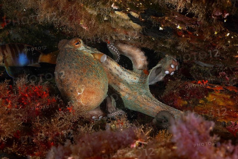 A Common Octopus (Octopus vulgaris), common octopus, under a rock, surrounded by false corals (Myriapora truncata) and algae. Dive site Marine reserve Cap de Creus, Rosas, Costa Brava, Spain, Mediterranean Sea, Europe