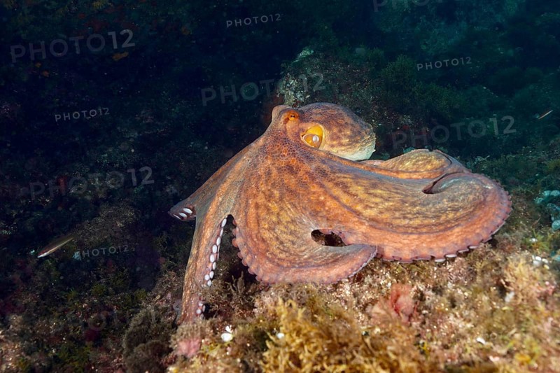 A Common Octopus (Octopus vulgaris), common octopus, on the seabed surrounded by algae. Dive site Cap de Creus Marine Protected Area, Rosas, Costa Brava, Spain, Mediterranean Sea, Europe