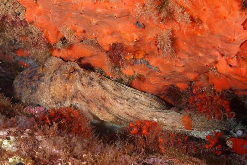 A Common Octopus (Octopus vulgaris), common octopus, under a rock, surrounded by colourful sponges and algae. Dive site Marine reserve Cap de Creus, Rosas, Costa Brava, Spain, Mediterranean Sea, Europe