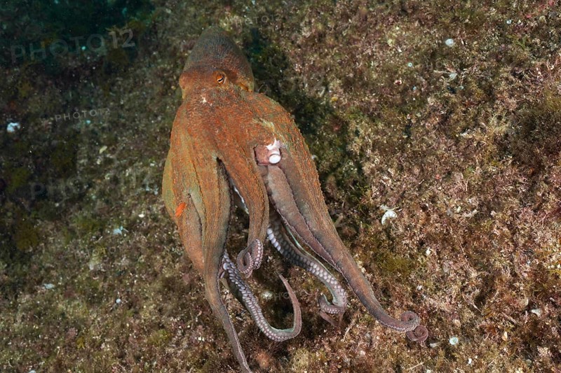 A Common Octopus (Octopus vulgaris), common octopus, on the run underwater. Dive site Marine protected area Cap de Creus, Rosas, Costa Brava, Spain, Mediterranean Sea, Europe