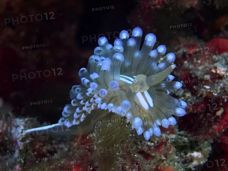 Bright blue striped thick-billed slug (Janolus cristatus) in a dark underwater environment. Dive site Marine reserve Cap de Creus, Rosas, Costa Brava, Spain, Mediterranean Sea, Europe