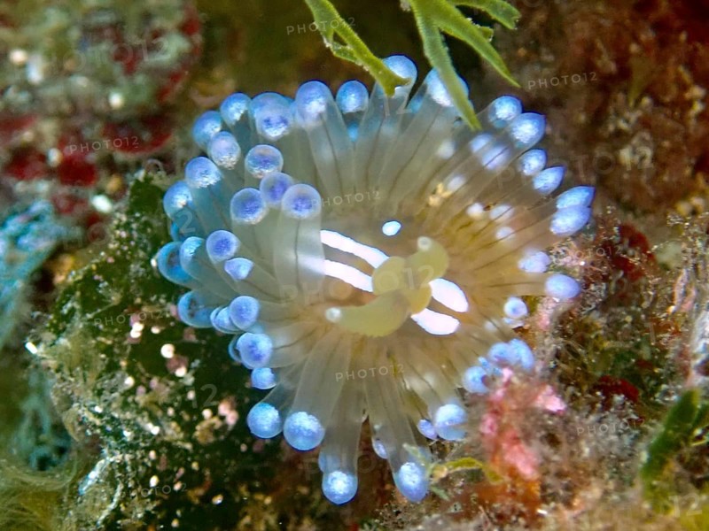 Striped Thick-billed Slug (Janolus Scalloped ribbonfish) from the front, dive site Cap de Creus Marine Reserve, Rosas, Costa Brava, Spain, Mediterranean Sea, Europe