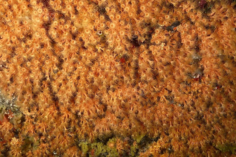 Dense accumulation of Yellow cluster anemone (Parazoanthus axinellae) under water. Dive site Marine reserve Cap de Creus, Rosas, Costa Brava, Spain, Mediterranean Sea, Europe