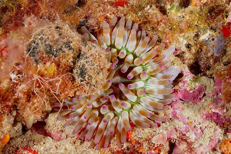 Underwater photo of a rock rose (Cribrinopsis crassa) in different colours on a rock. Dive site Marine reserve Cap de Creus, Rosas, Costa Brava, Spain, Mediterranean Sea, Europe