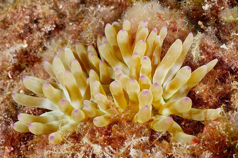 Underwater photograph of yellow coral-like structures with delicate tips, rock gold rose (Cribrinopsis crassa), in a natural marine environment. Dive site Marine reserve Cap de Creus, Rosas, Costa Brava, Spain, Mediterranean Sea, Europe