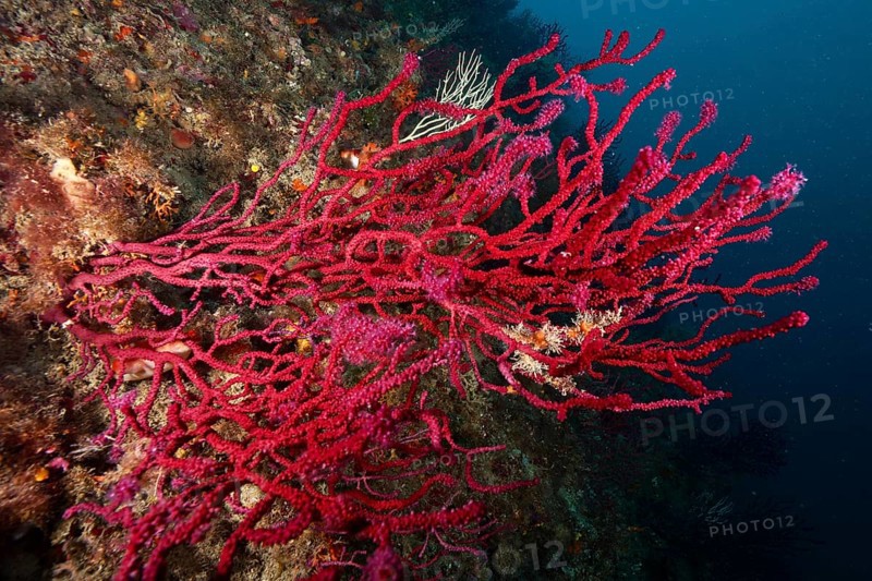 Underwater image shows dense, red coral structures, Violescent sea-whip (Paramuricea clavata), against a deep blue background in a marine environment. Dive site Marine reserve Cap de Creus, Rosas, Costa Brava, Spain, Mediterranean Sea, Europe