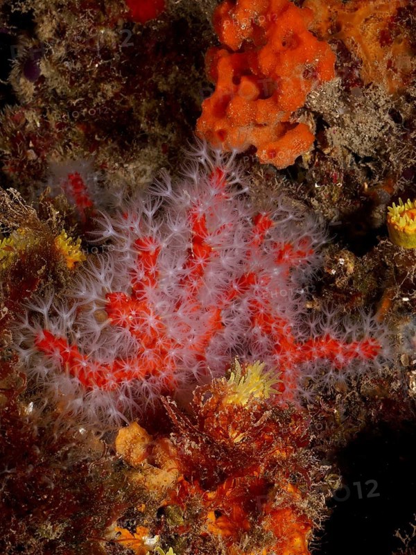 Detailed underwater image showing bright red and white coral structures, red coral (Corallium rubrum), in a natural marine environment. Dive site Marine reserve Cap de Creus, Rosas, Costa Brava, Spain, Mediterranean Sea, Europe